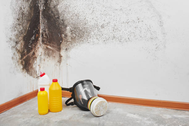 Best Office Mold Removal Services  in Glouster, OH