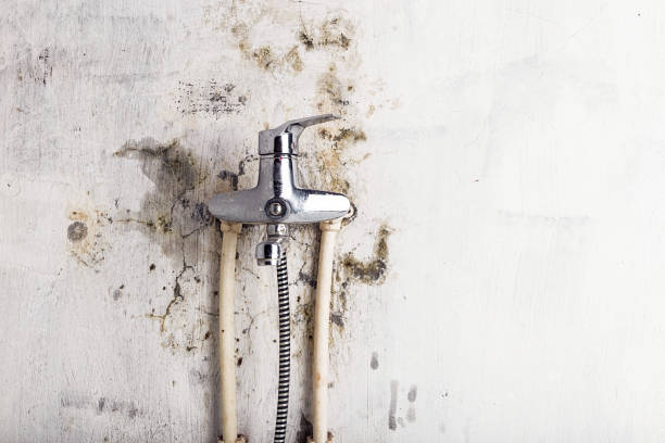 Best Mold Remediation  in Glouster, OH