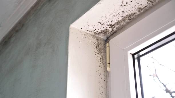 Best Residential Mold Removal  in Glouster, OH