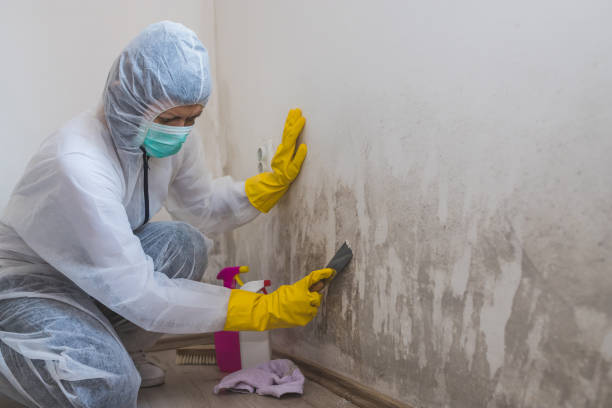 Best Fast Mold Removal  in Glouster, OH