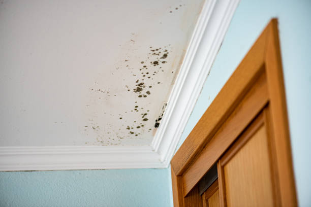 Best Attic Mold Removal  in Glouster, OH