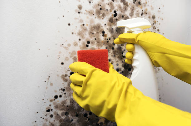 Best Certified Mold Removal  in Glouster, OH