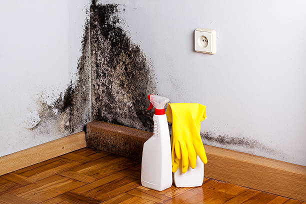 Best Mold Damage Repair  in Glouster, OH