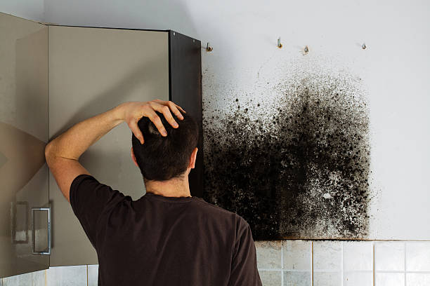 Best Mold Damage Repair  in Glouster, OH