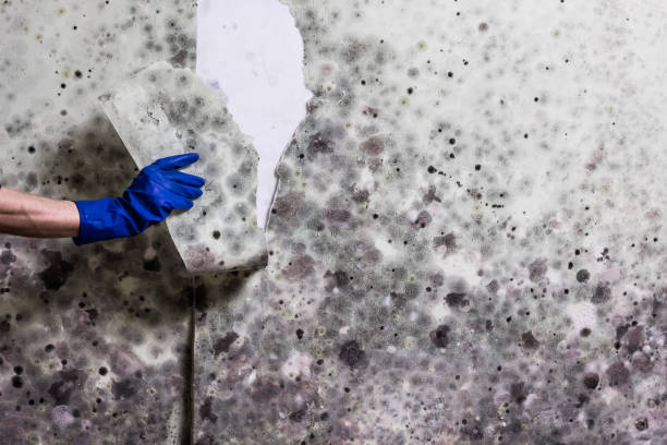 Best Toxic Mold Removal  in Glouster, OH
