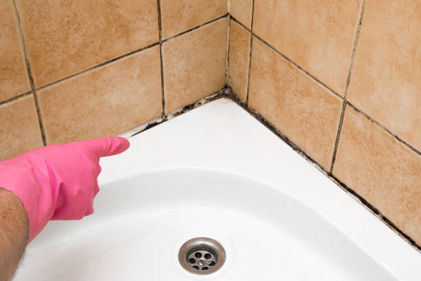 Best Same-Day Mold Removal  in Glouster, OH