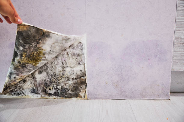 Best Home Mold Removal  in Glouster, OH
